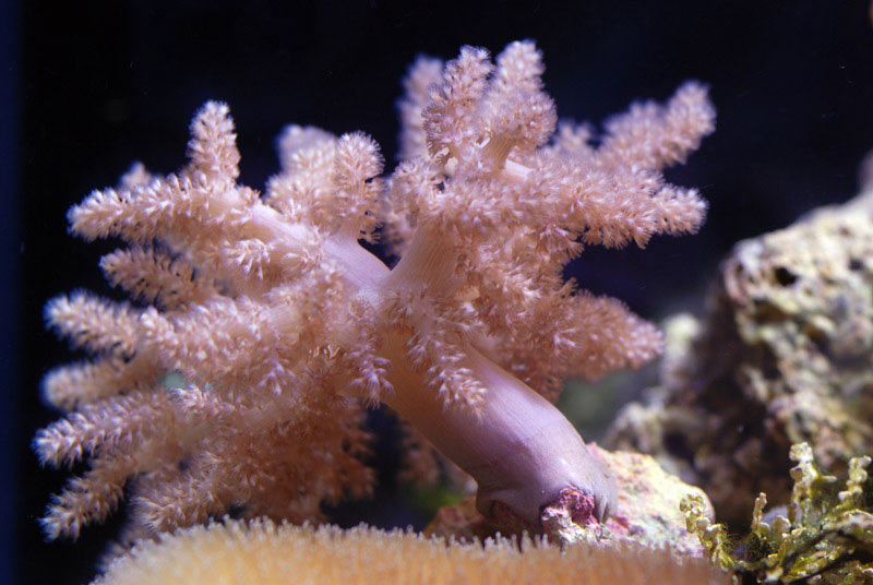 Sea Salt For Hard Corals 