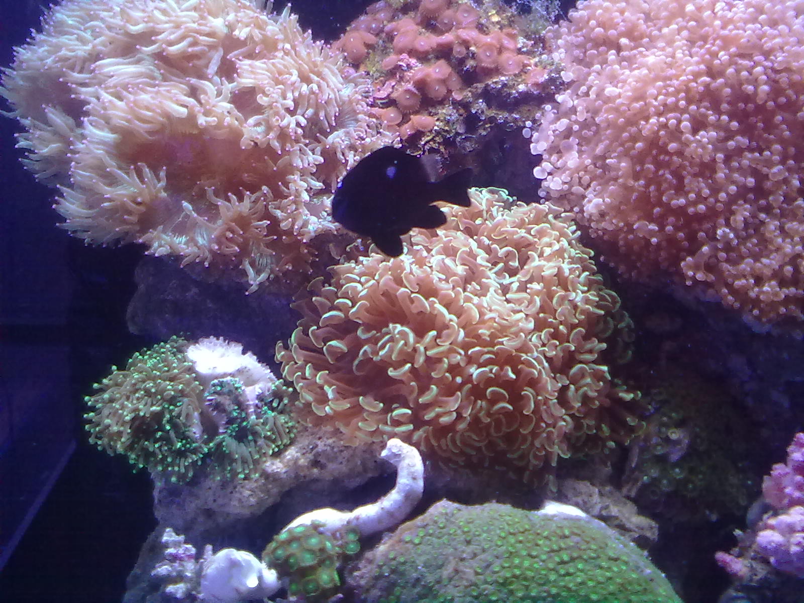 LPS Corals